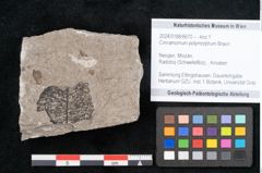 Foto (Objekt + Etikett) von Cinnamomum polymorphum Braun (NHMW-GEO-2024-0188-6670)